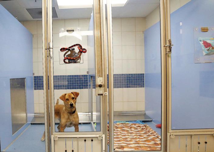 Berkshire Humane Society details Pittsfield shelter plans