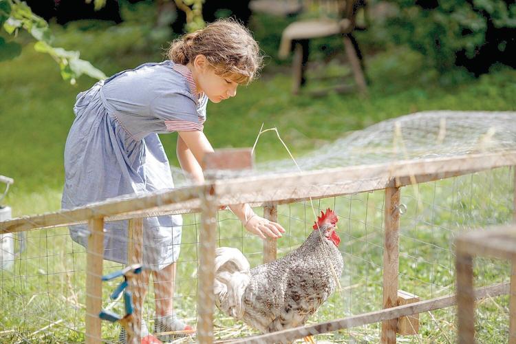 It's a Great Barrington rooster flap: Locals squawking over the right to keep farm animals