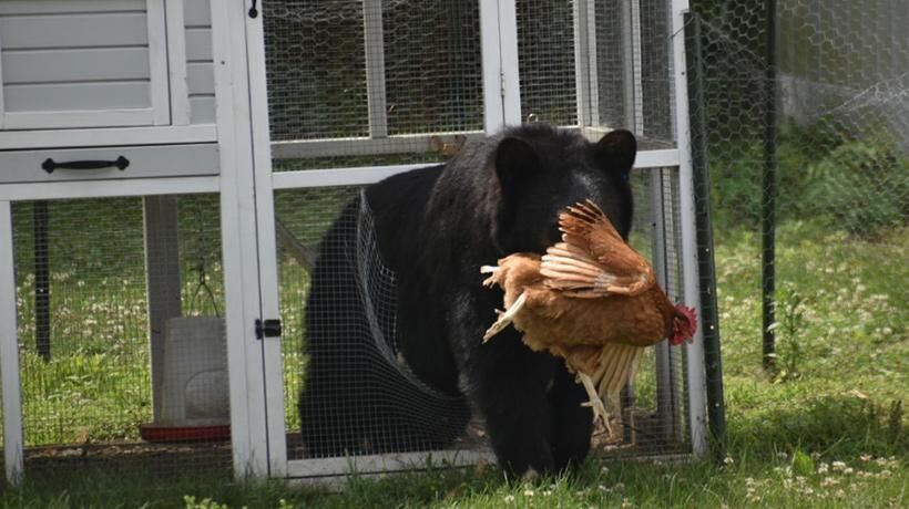 bear and chicken