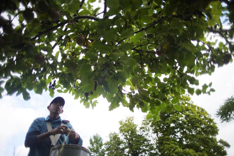Get ready for apple picking! Jaeschke Orchards in Adams is picking its