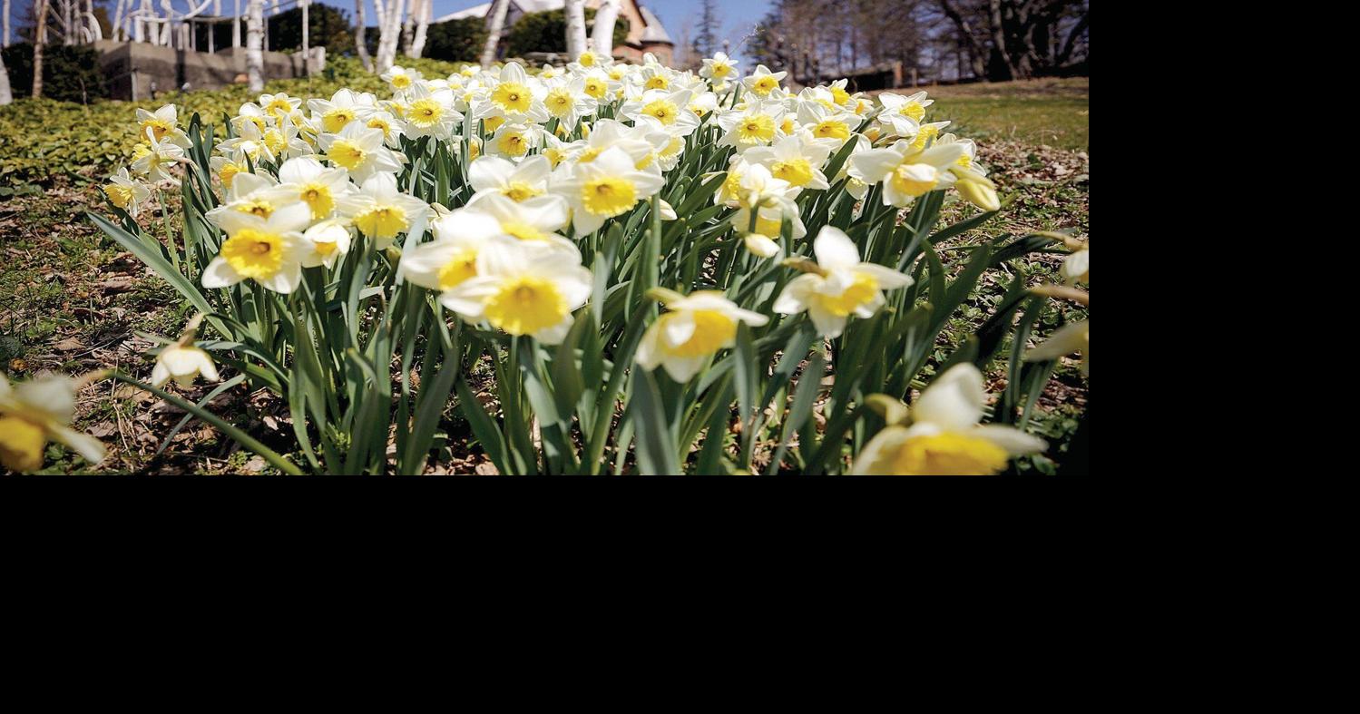 Bring home a part of Naumkeag's Daffodil and Tulip Festival Arts And Culture