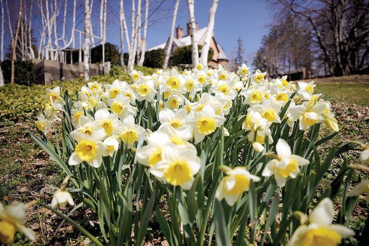 Bring home a part of Naumkeag's Daffodil and Tulip Festival Arts And