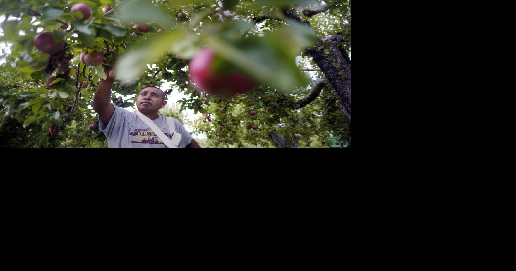 Get ready for apple picking! Jaeschke Orchards in Adams is picking its