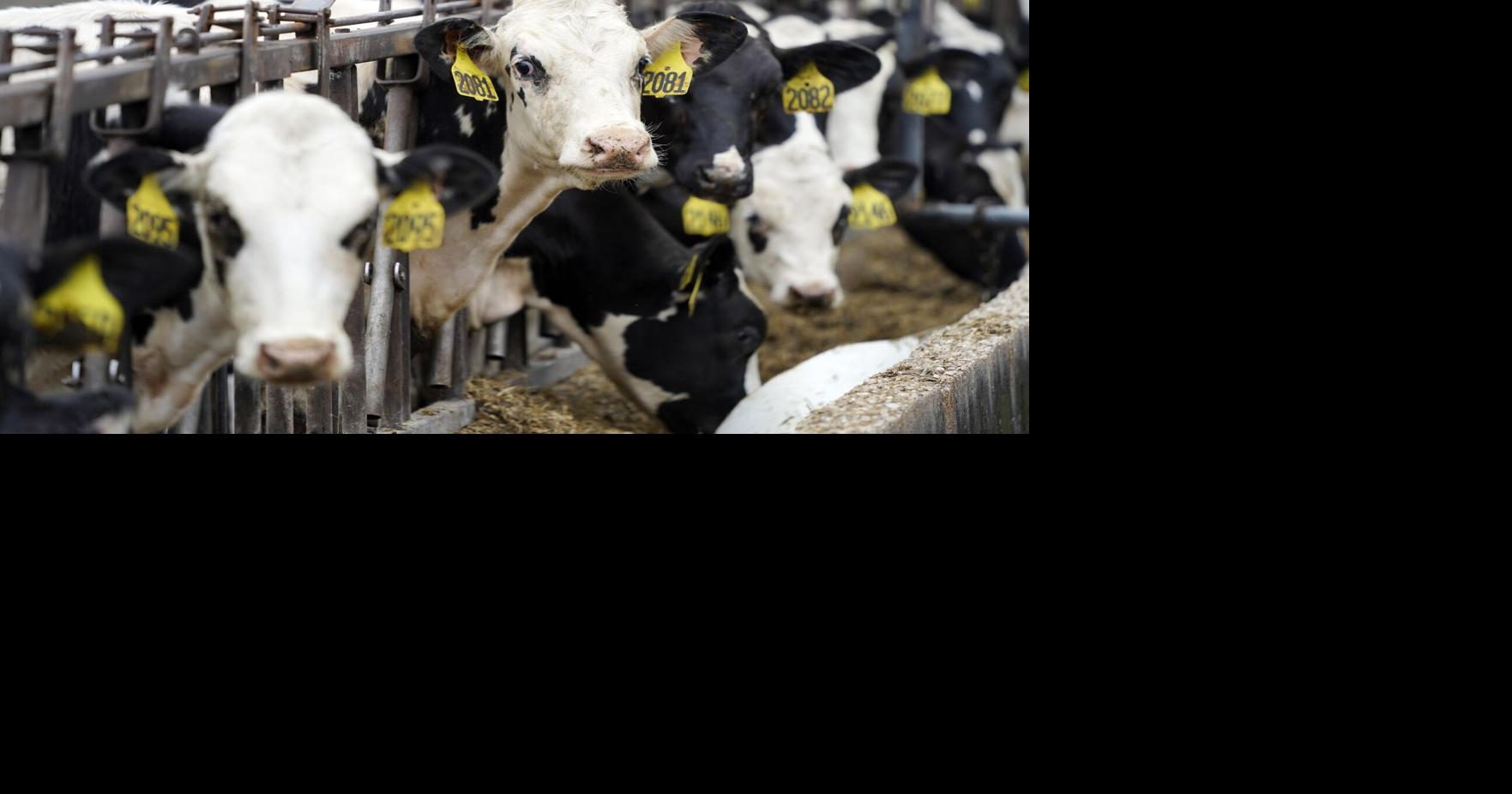 Photos Pine Island Farm Multimedia