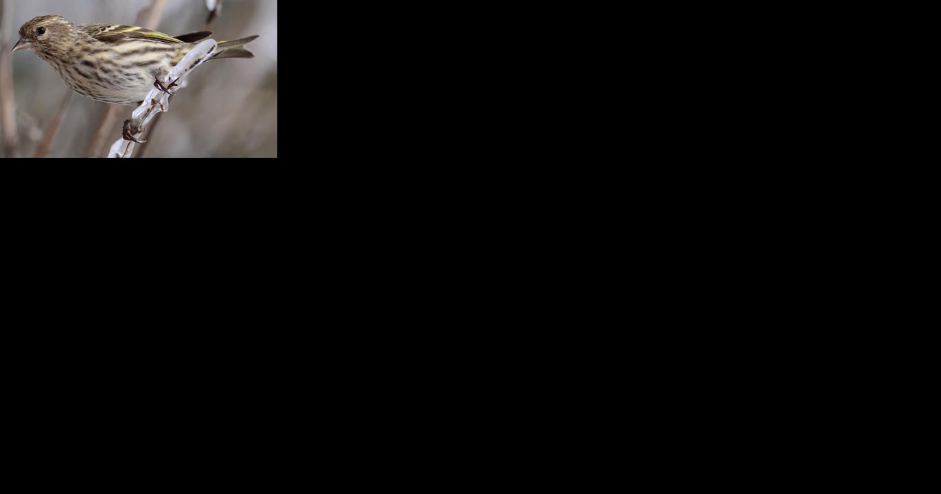 Being present in the moment leads to the discovery of a pine siskin just outside the kitchen window - Vimarsana News