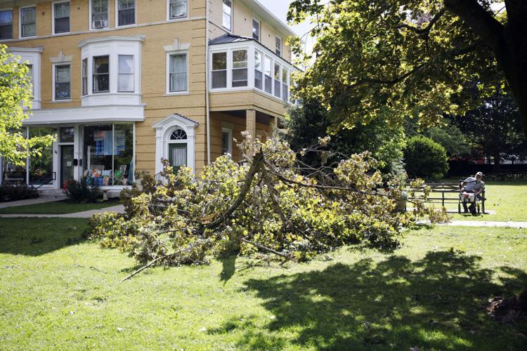 downed tree next to man on bench