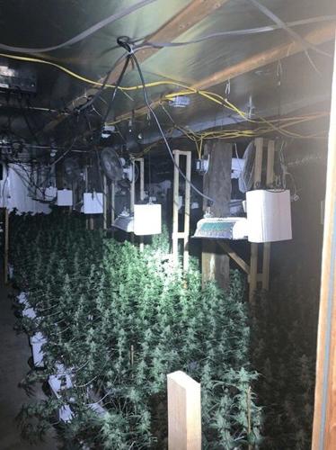 Thousands of marijuana plants seized in Savoy; two NY men arrested