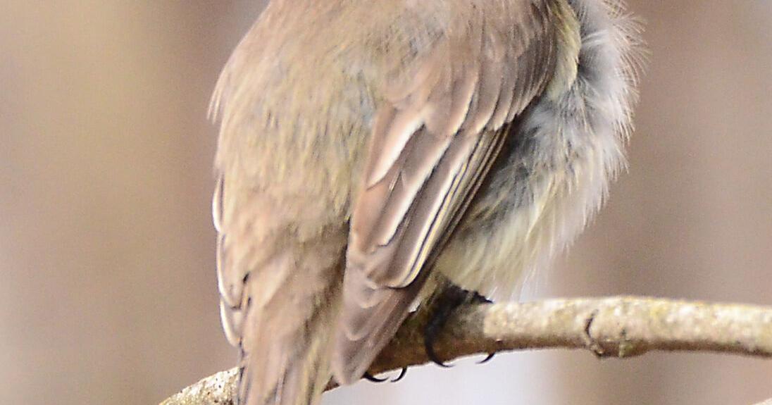 Los papamoscas del este llegan a tiempo a pesar del frío clima de primavera.
