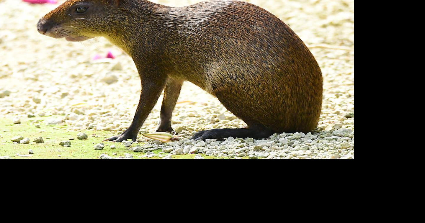 Mysterious 'rabbit' turns out to be Central American agouti