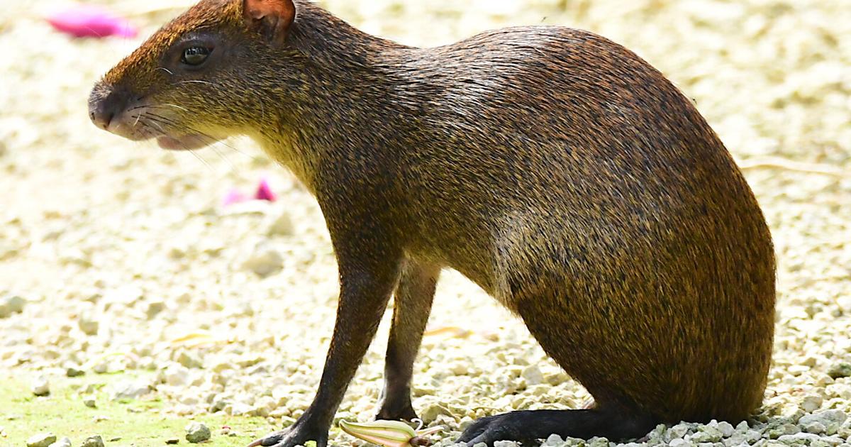 Mysterious 'rabbit' turns out to be Central American agouti | Arts and ...