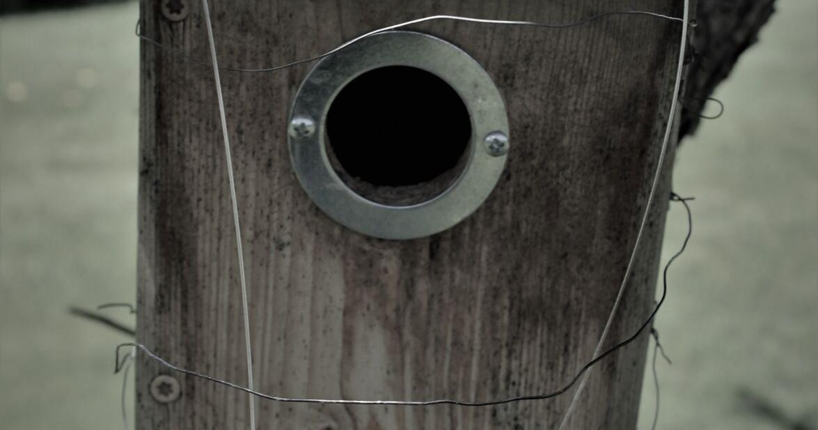 A simple piece of wire can scare off house sparrows and keep bluebirds safe inside nesting boxes
