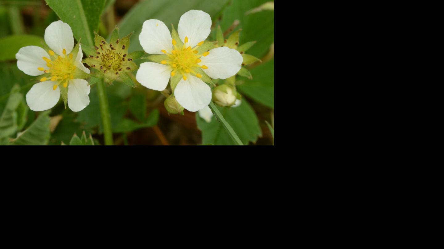 Wild strawberry flowers are the physical manifestation of elegance