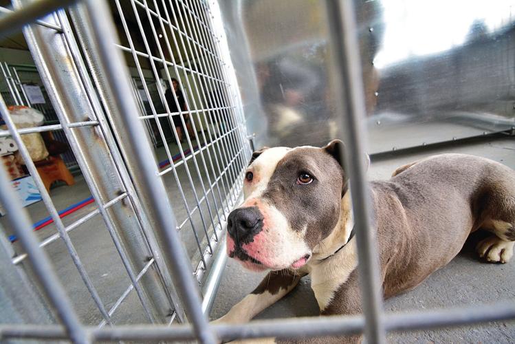 Friends of Eleanor Sonsini Animal Shelter settles into temporary new digs | Archives Friends of Eleanor Sonsini Animal Shelter settles into temporary new digs | Archives