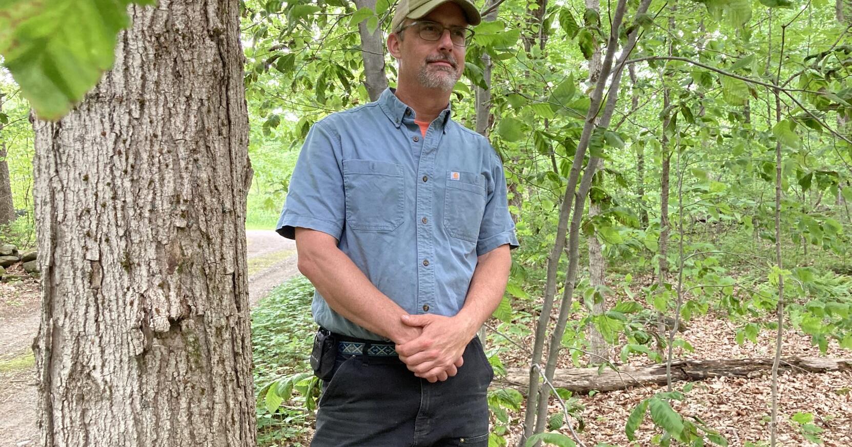 'It's everywhere.' Beech leaf disease is decimating beech trees in Southern Berkshire County — and marching north quickly - Vimarsana News