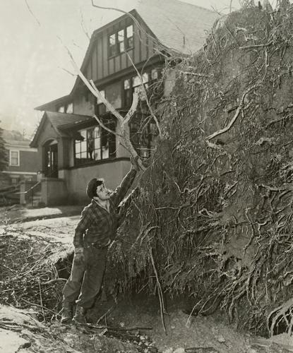 A man looks at the roots of a fallen tree