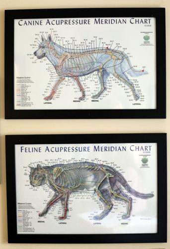 canine and feline acupuncture charts