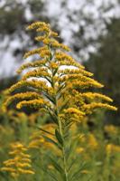Thom Smith: Goldenrod is not causing your allergies to flare up
