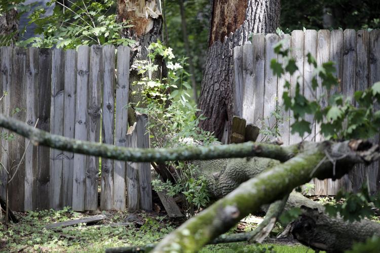 fallen tree through wood fence