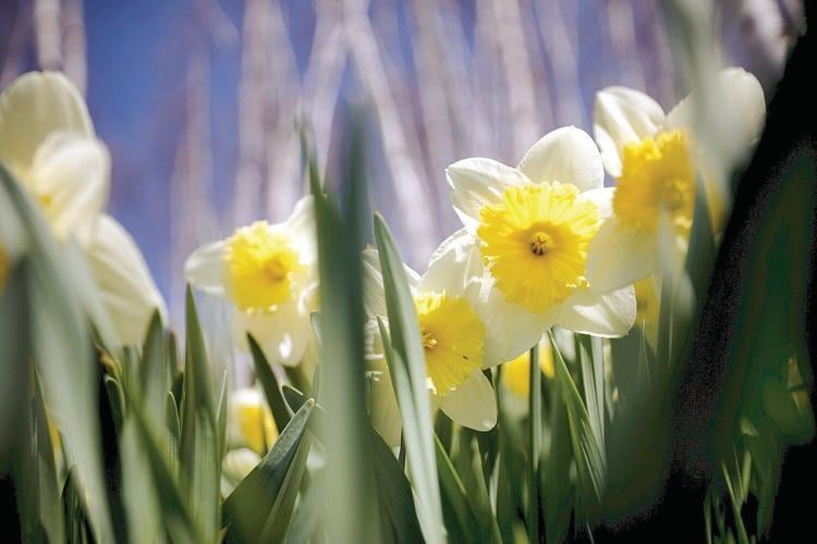 Bring home a part of Naumkeag's Daffodil and Tulip Festival Arts And