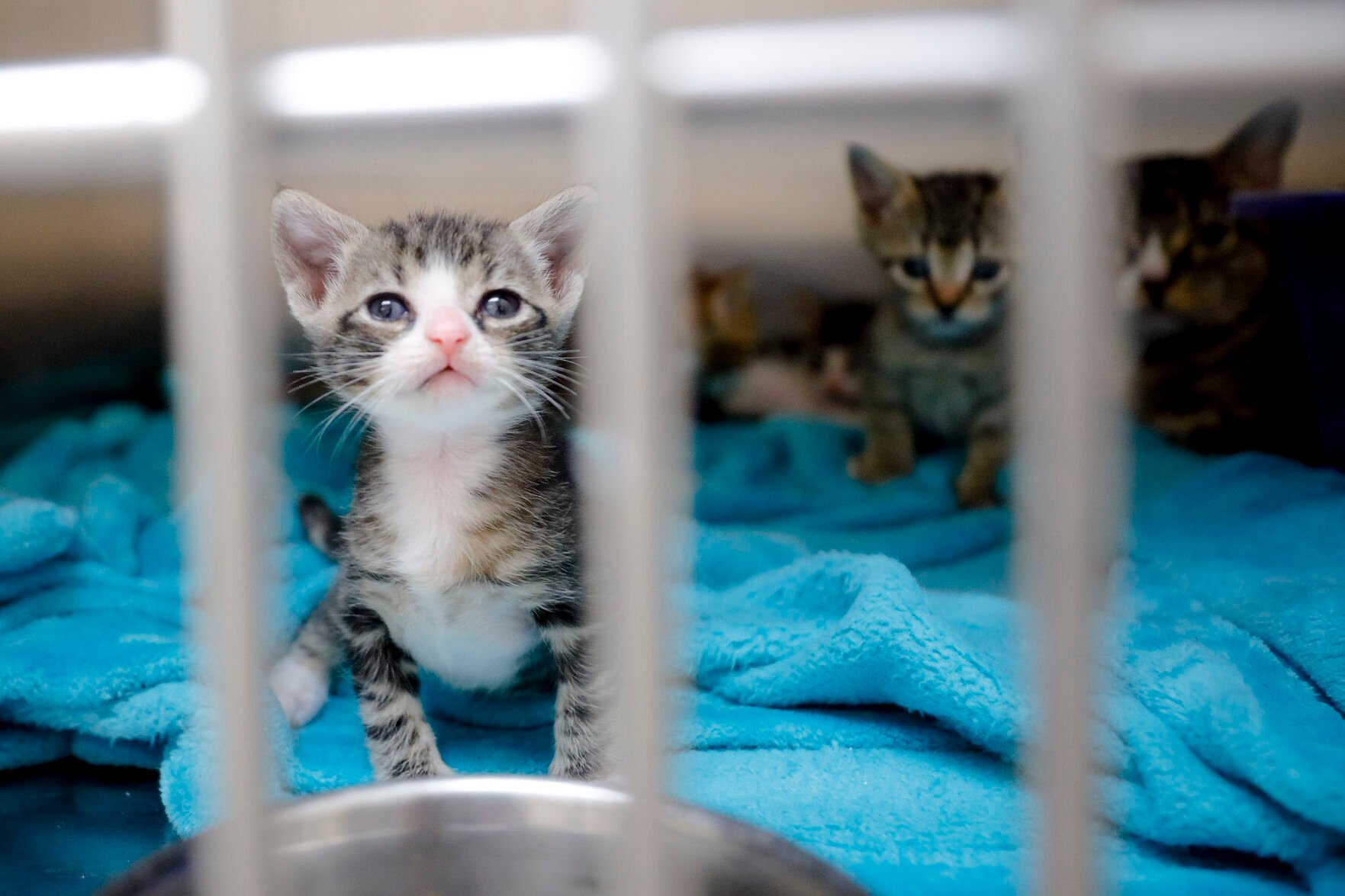 The Berkshire Humane Society is full of animals that need homes