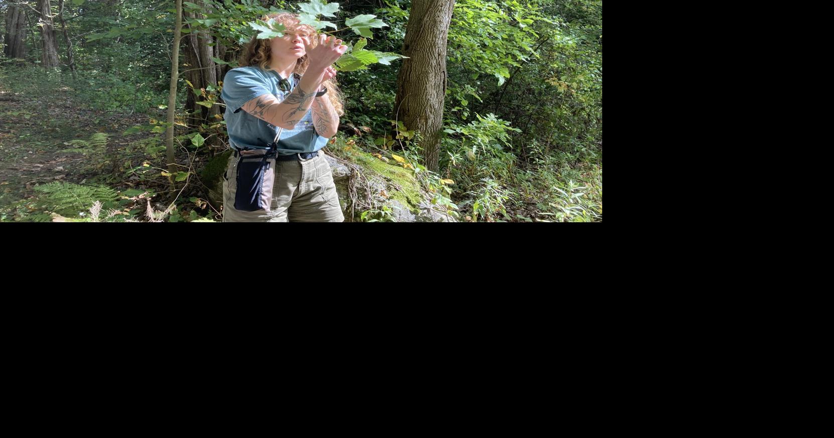 What lives at Bartholomew’s Cobble? Here’s what residents found in 24 hours during Berkshire Biodiversity Day