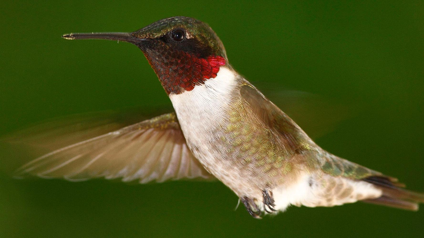 Thom Smith: Help us keep a (Nature)watch on arriving hummingbirds - Vimarsana News