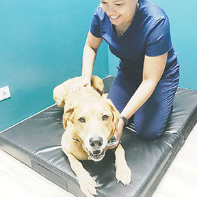 holistic dog vet near me