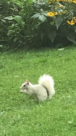 Squirrel provides rare sight