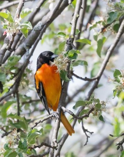 When Will Baltimore Orioles Arrive in Spring? - Birds and Blooms