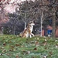 Fred Rice, 84, city's first black superintendent | Community News ...