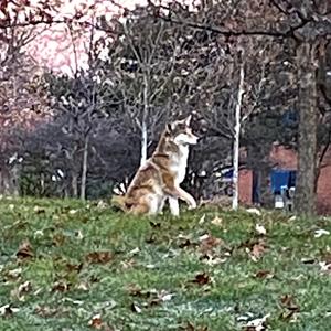 Fred Rice, 84, city's first black superintendent | Community News ...