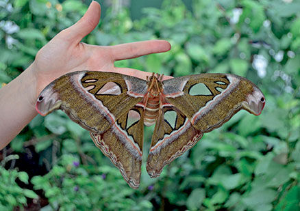 Atlas moth hatch 🐛 By @Insecthaus_adi on Instagram  www.instagram.com/Insecthaus_adi Watch in HD | By Bugs and ScienceFacebook