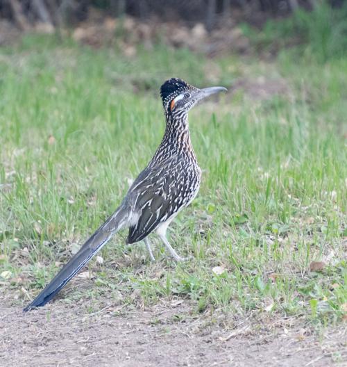 Roadrunner at home in Big Bend