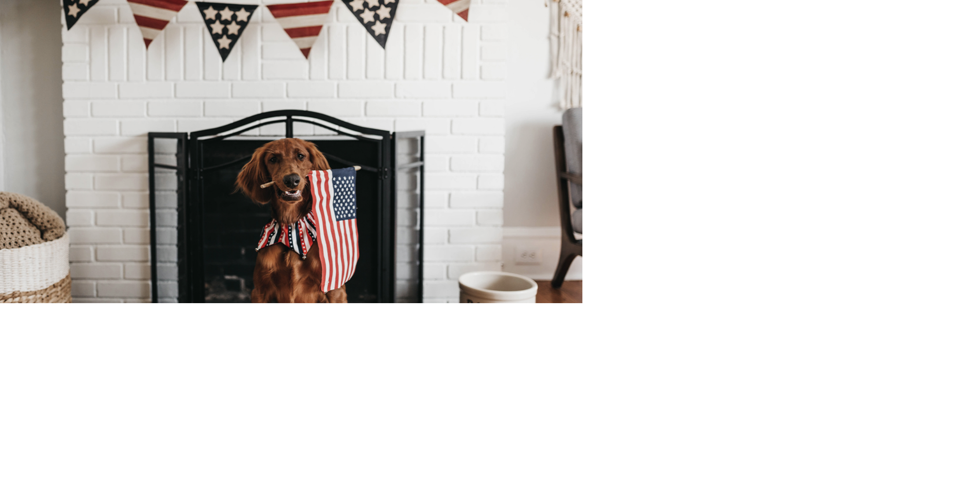 Steps to ease a panicked pet on Independence Day from WSU College of Veterinary Medicine | Local