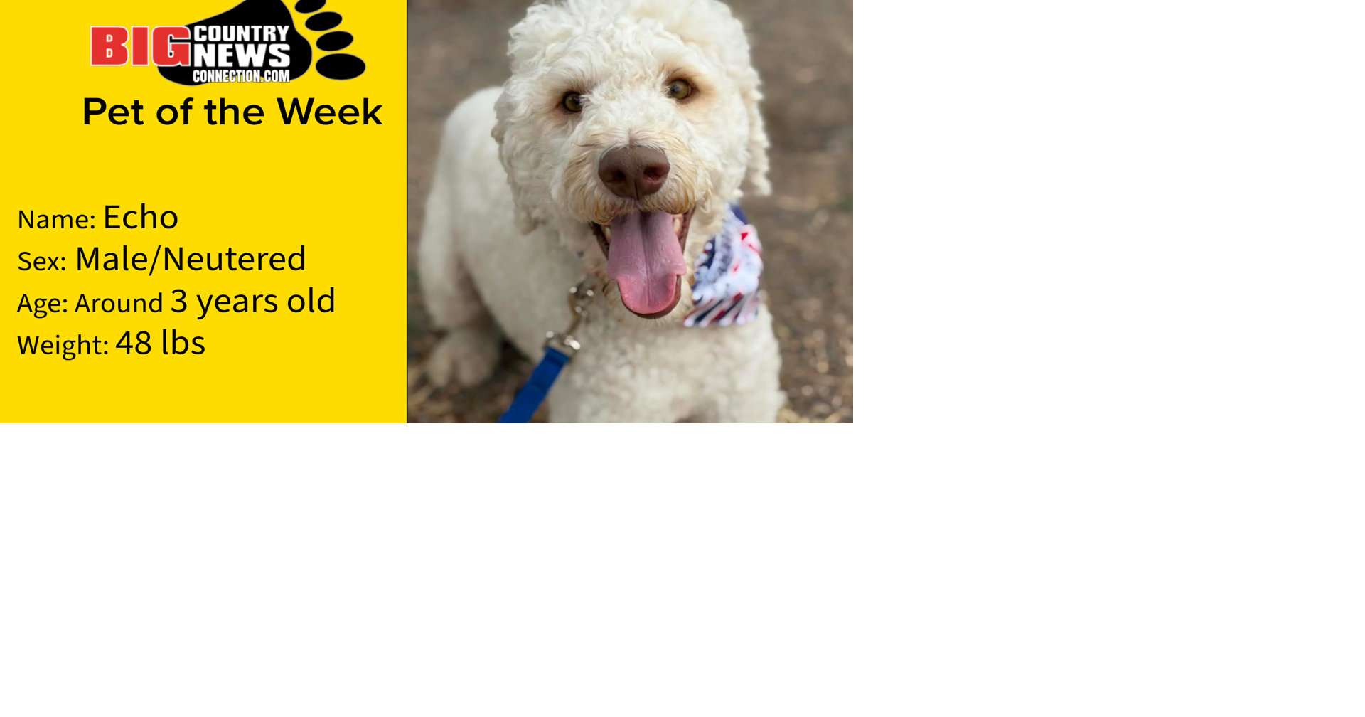 Echo Is Big Country News Connection's Pet of The Week