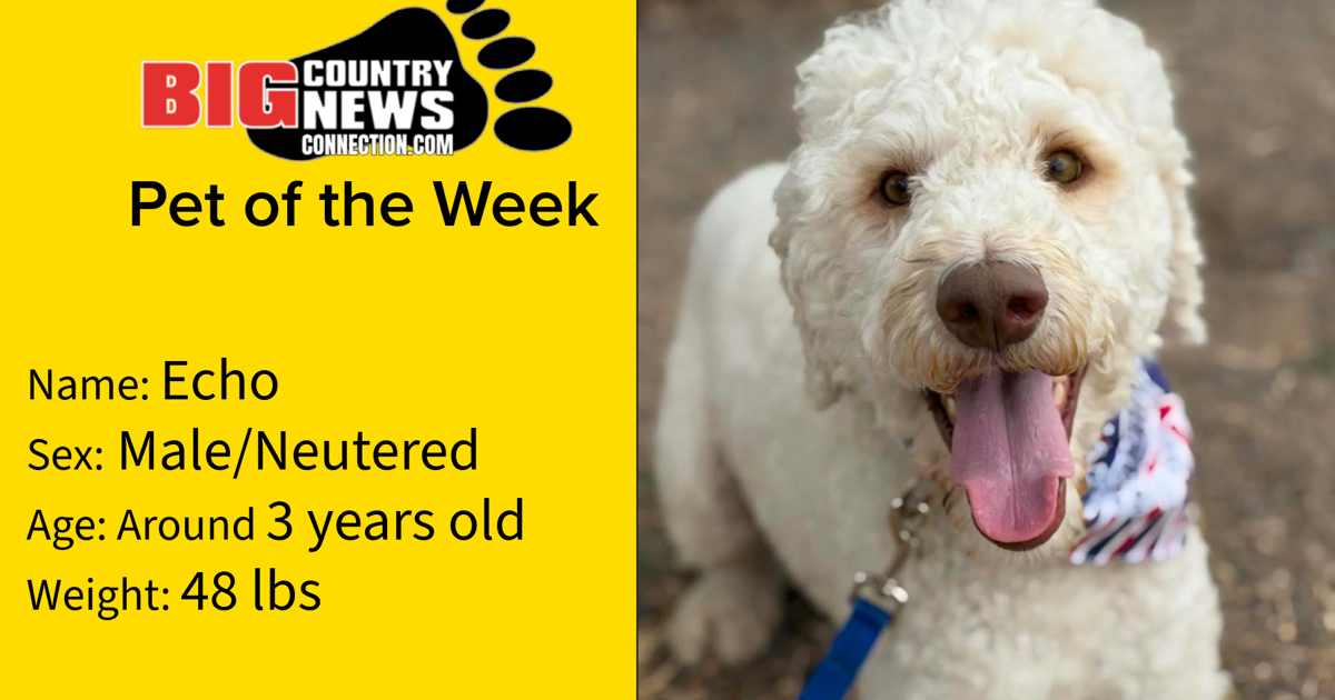 Echo Is Big Country News Connection's Pet of The Week