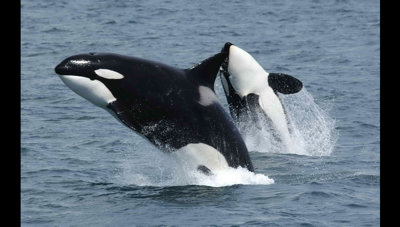 The Oregon Department of Fish and Wildlife Commission accepts petition to  consider listing Southern Resident killer whales as Endangered, Local