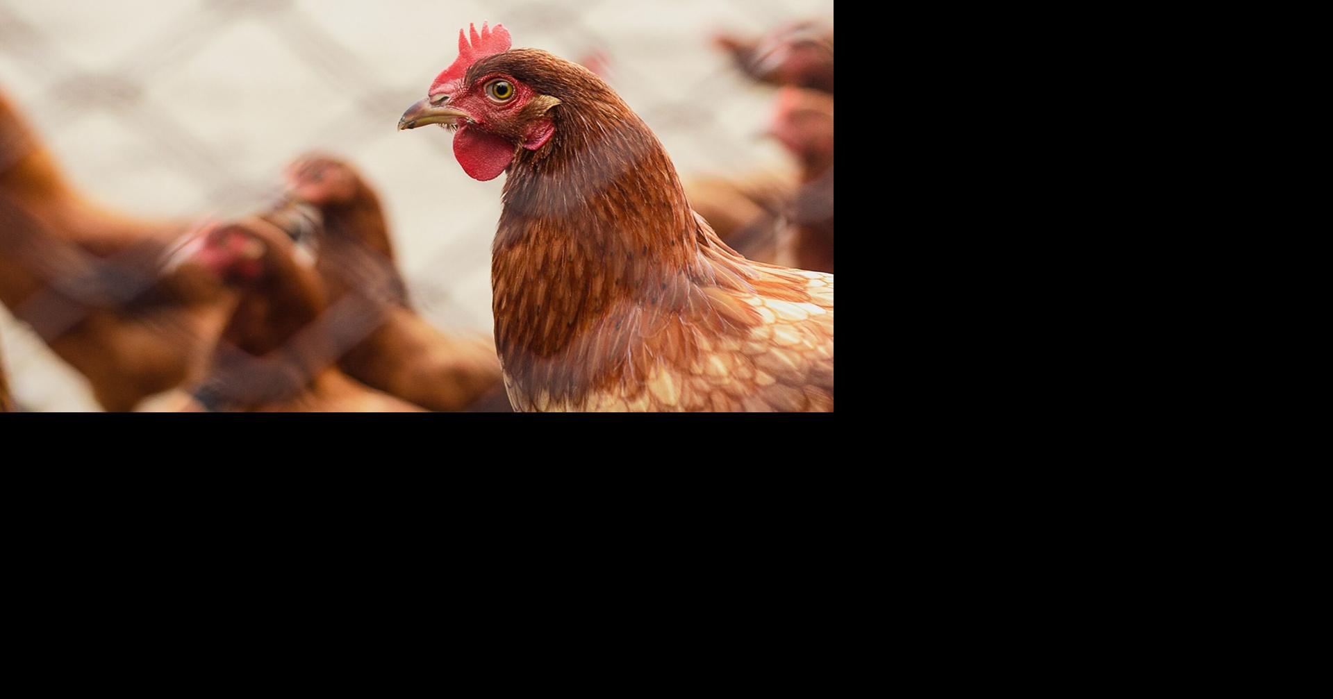 Bird Flu Now Confirmed in 10 Washington Counties After Latest Detection