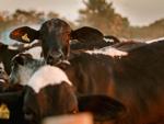 Biomethane Plant Proposed for Central Washington State
