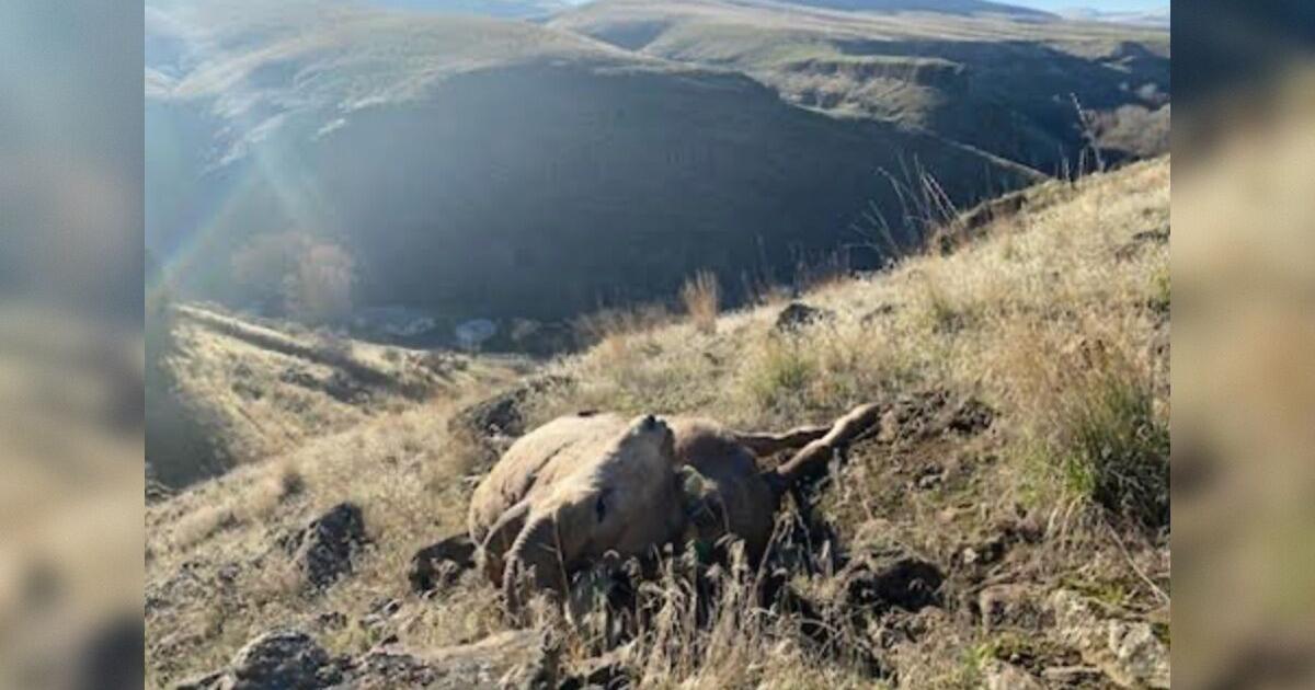 Idaho and Washington seek information on illegal bighorn sheep killings