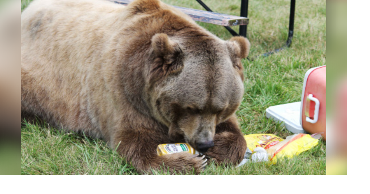 Idaho Fish & Game Reminds Hunters to Keep a Clean Camp to Avoid Unwanted Encounters with Bears
