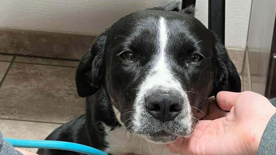 Dog Seized in Nez Perce County Animal Cruelty Case Needs Surgery, Donations Sought | Idaho Dog Seized in Nez Perce County Animal Cruelty Case Needs Surgery, Donations Sought | Idaho