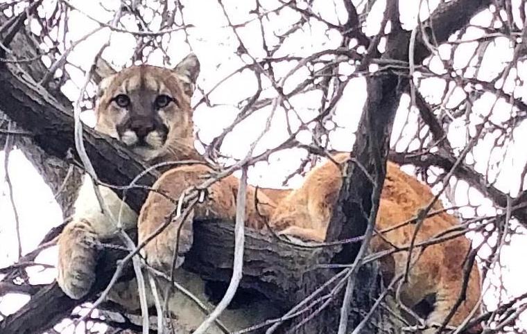 Cougar Sightings Reported On Moscow S East Side Idaho