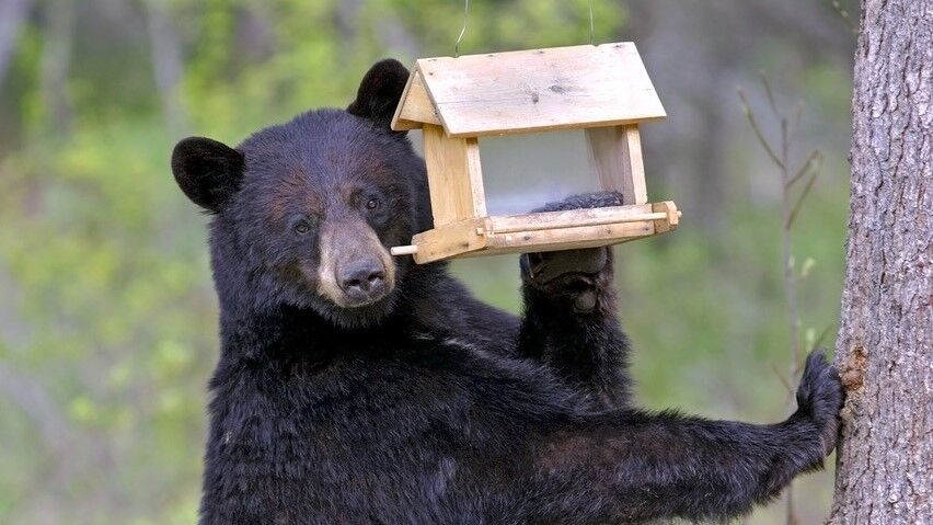 Bear-people conflicts on the rise in Idaho