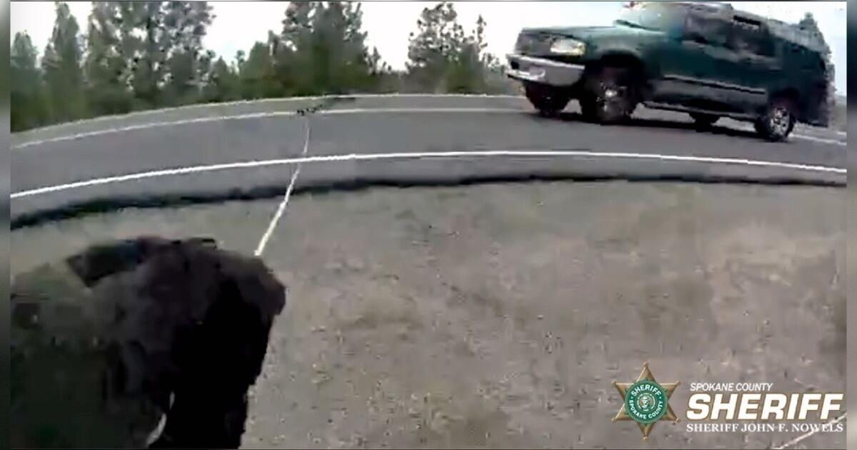 Wanted Felon Attempts To Flee From Law Enforcement Again