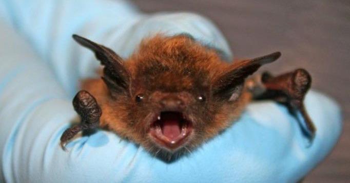 Rabid Bat Found in Latah County