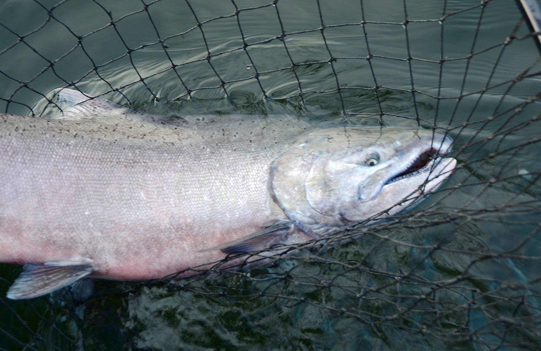 Chinook Fishing Closed for 2023 Season on South Fork of Salmon