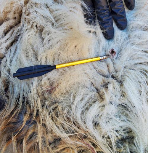 Poached Mountain Goat, Hells Canyon (1)
