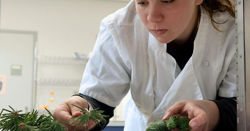 WSU Researchers Explore the Scents That Drive Christmas Tree Appeal