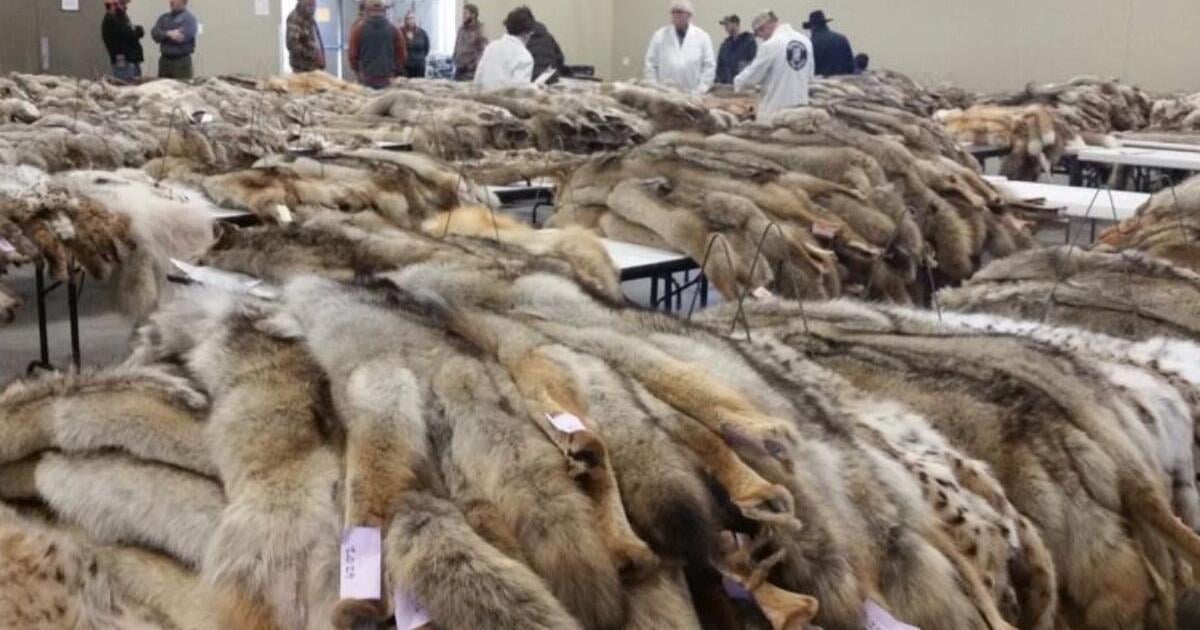 Annual Idaho Fish and Game fur auction to run online April 6-20